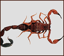 El Tityus: Un escorpión de importancia médica
