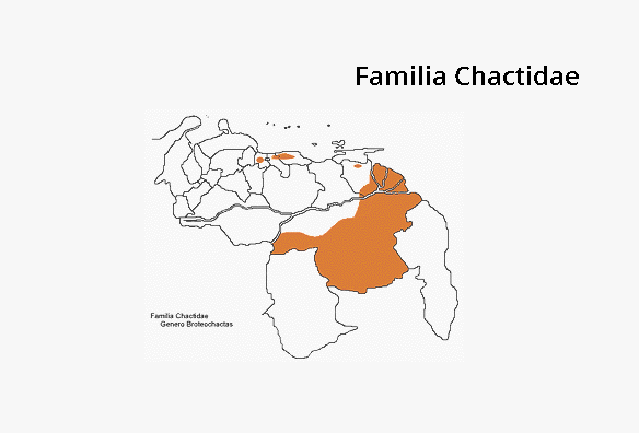 Chactidae Broteochactas