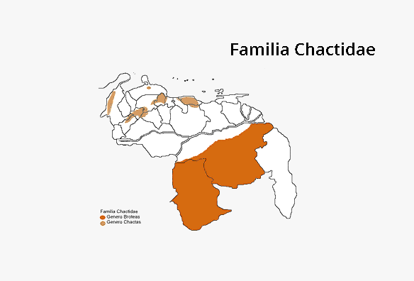 Chactidae Broteas