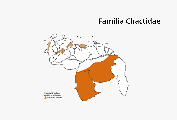 Chactidae