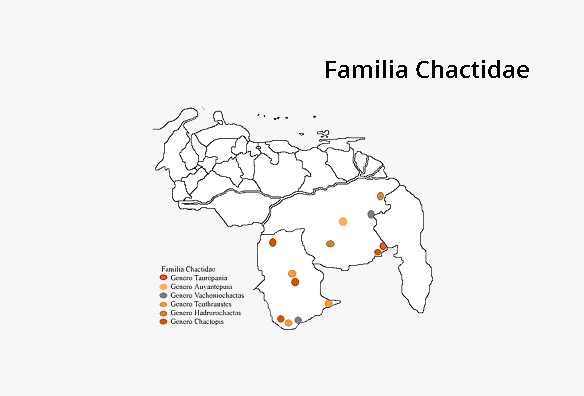 Chactidae Taurepania