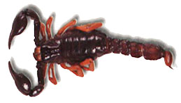 Teuthraustes reticulatus