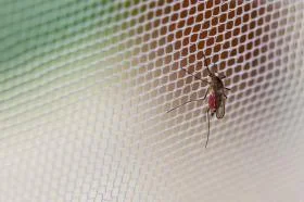 ¿Cómo evitar la Malaria?